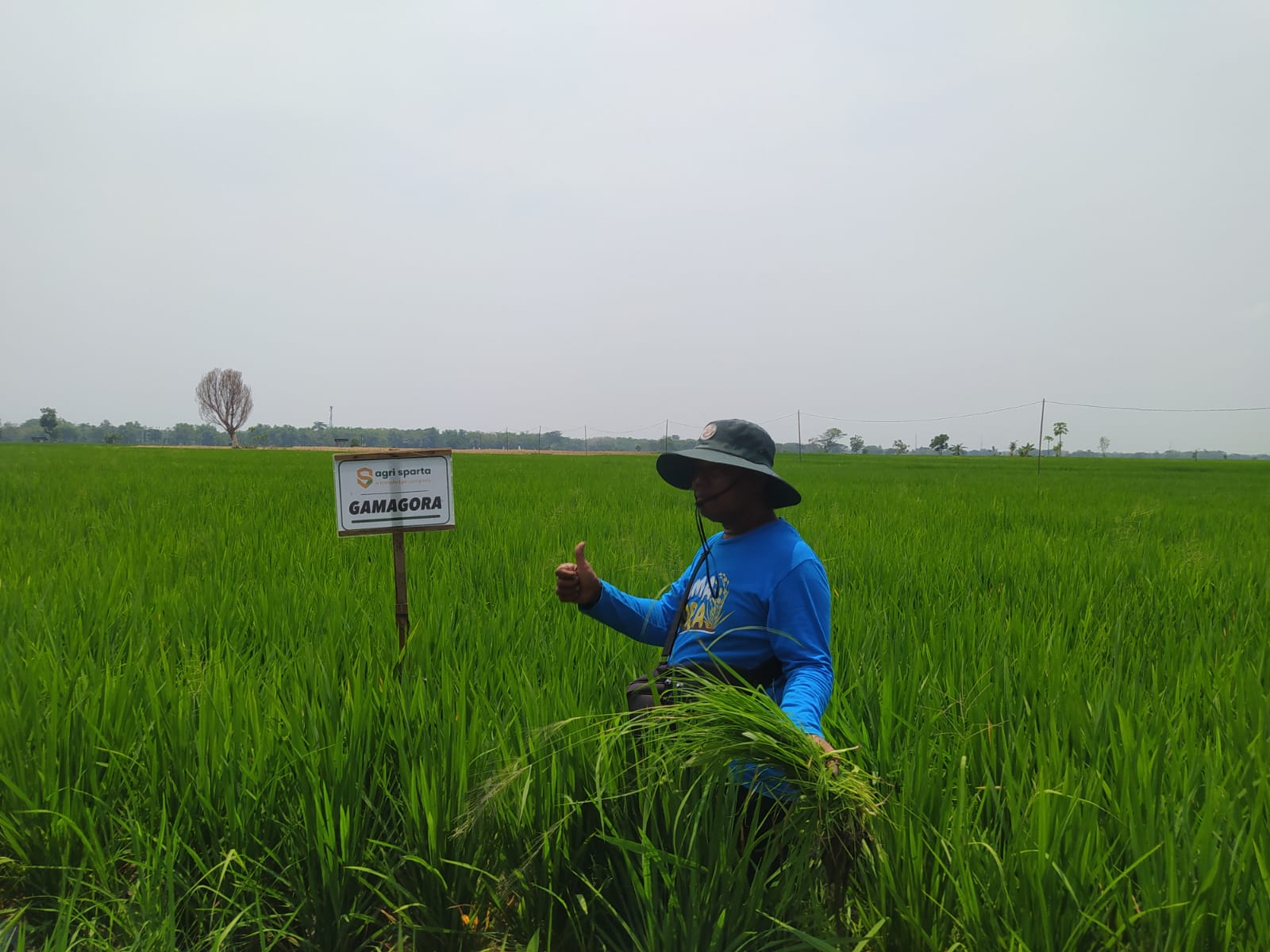 Varietas Padi Gamagora UGM Satu Hektare Bisa Panen 10 Ton